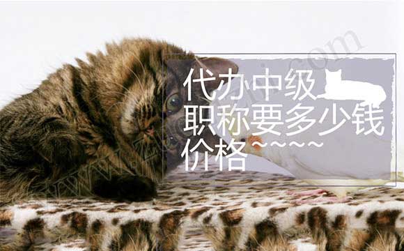 代辦中級職稱要多少錢
