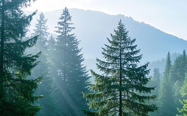 辛集林業(yè)中級(jí)工程師職稱評(píng)定條件