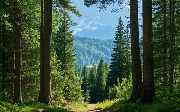石家莊林業中級工程師職稱評定條件