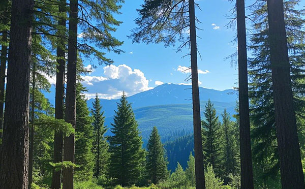 廊坊林業中級工程師職稱評定條件