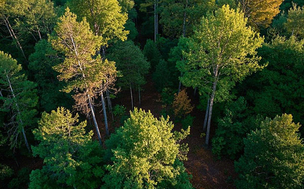 保定林業中級工程師職稱評定條件