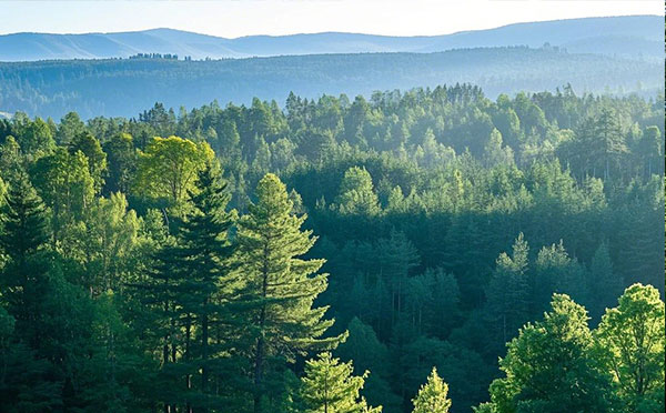 邯鄲林業中級工程師職稱評定條件